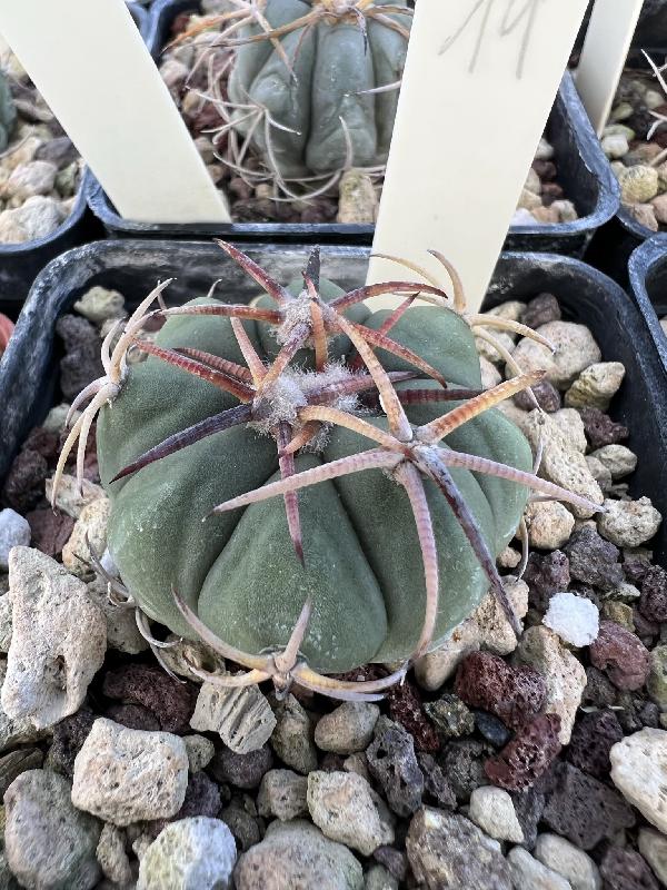 Echinocactus_horizonthalonius_RC_18_San_Francisco_SLP.jpeg